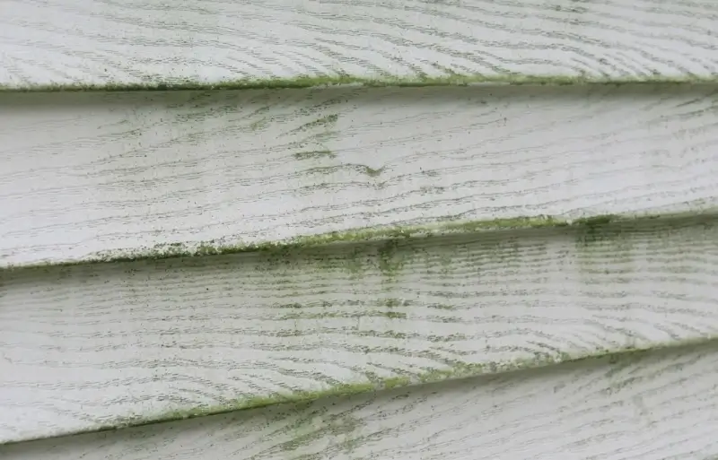 Siding Cleaning Crew Soft Washing a Plant City Home Exterior Mildew streaked siding before a cleaning visit